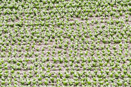 field of tobacco, taken in Andorra pyrenees, photo as a background, digital imageの写真素材