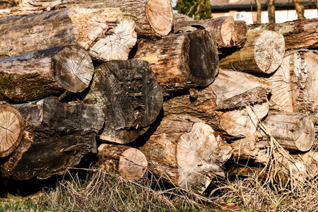pile of logs, photo as a background, digital image