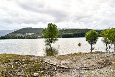 tree on the shore of lake, photo as a background, digital image
