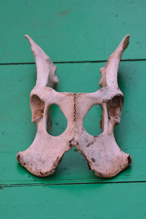 Photo Picture of the Dry Goat Skull Bone