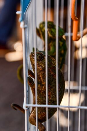 guitar in cage, beautiful photo digital pictureの写真素材