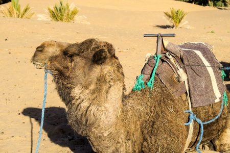 camel in desert, beautiful photo digital picture