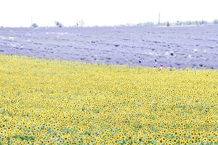 landscape with field of flowers and blue sky, photo as a background, digital imageの写真素材