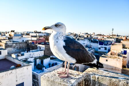 seagull on post, beautiful photo digital pictureの写真素材