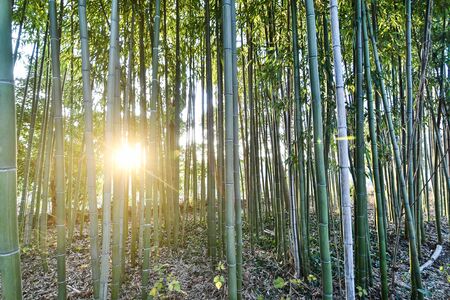 morning in the forest, photo as a background, digital imageの写真素材
