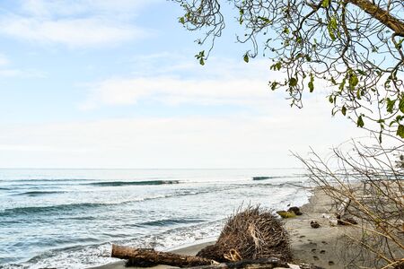 tree on the beach, photo as a background, digital imageの写真素材