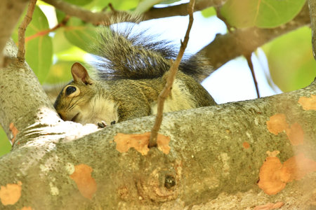 squirrel eating nut, photo as a background, digital image