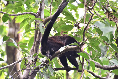 monkey in Arenal Volcano area in costa rica central america