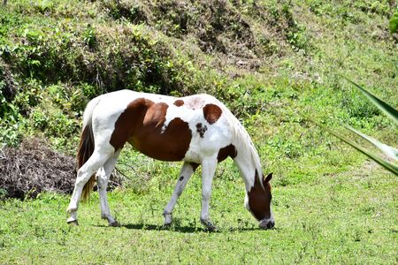 horse on pasture, photo as a background, digital imageの写真素材