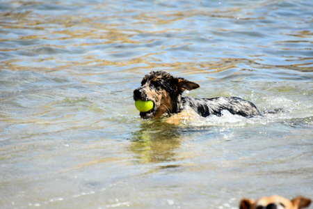 duck in water, photo as a background, digital image