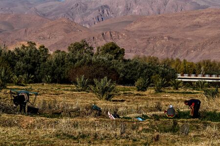 herd of cows grazing in the mountains, beautiful photo digital pictureの写真素材