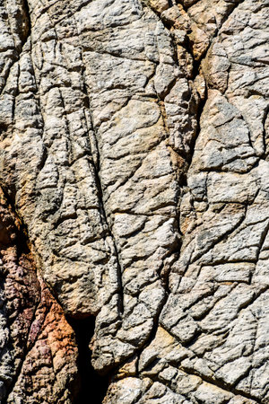 bark of a tree, photo as a background, digital image