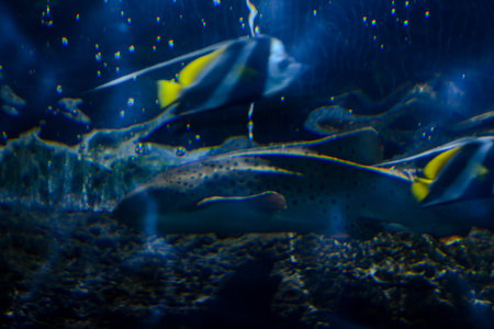 Photo Picture an Acquarium Full of Beautiful Tropical Fishes