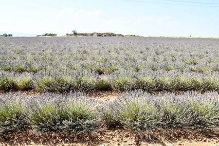 field of corn, photo as a background, digital imageの写真素材