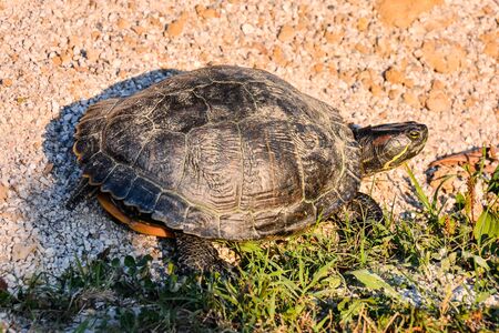 Photo Picture of Red Eared Terrapin Trachemys Scripta Elegans Tortoiseの写真素材