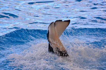 Photo Picture of a Mammal Orca Killer Whale Fishの写真素材