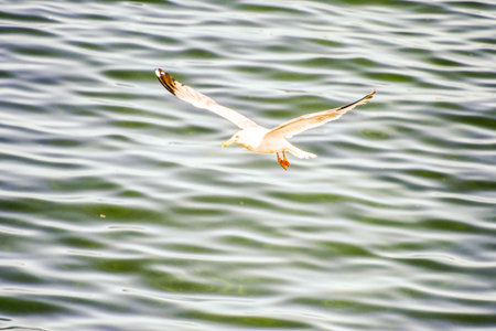 swimming in water, photo as a background, digital image