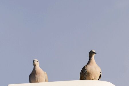 Photo Picture of two pigeons on a street lightの写真素材