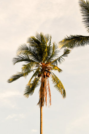 palm tree on beach, photo as a background, digital image