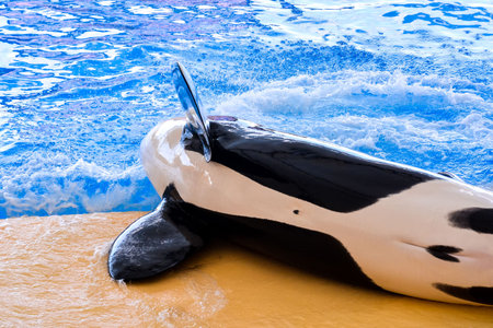 Photo Picture of a Mammal Orca Killer Whale Fish