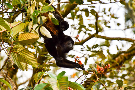 monkey in Arenal Volcano area in costa rica central america
