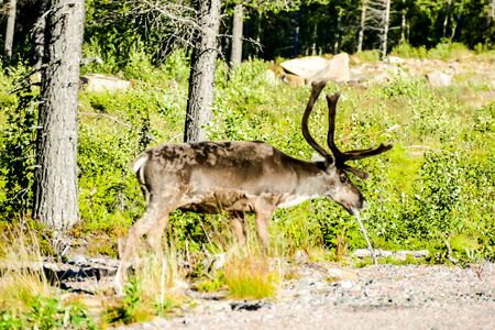 deer in the forest, beautiful photo digital pictureの写真素材