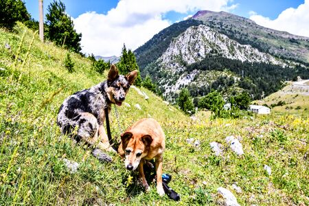 dog in mountains, photo as a background, digital imageの写真素材