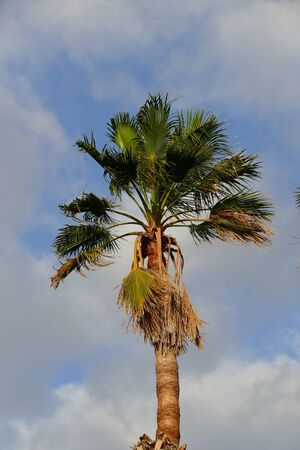 Green Palm Canarian Tree on the Blue Sky Backgroundの写真素材
