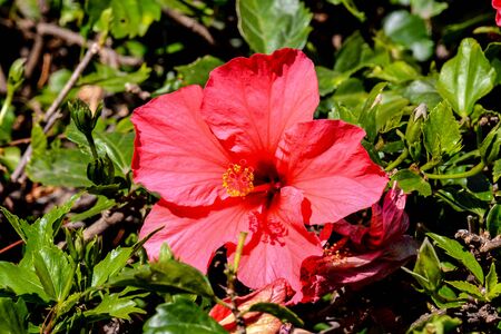 Photo Picture of Beautiful Blooming Flower Backgroundの写真素材