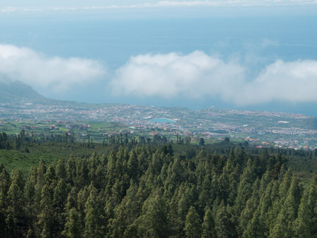 Beautiful green pine trees on Teide mountains in Tenerife Canary Islands Spainの写真素材