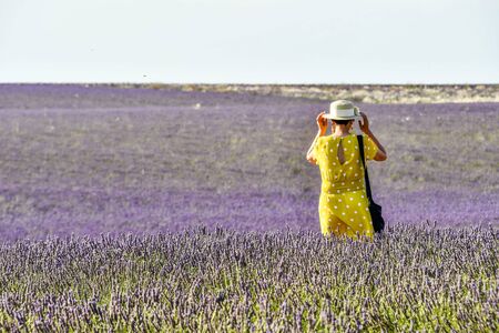 lavender field in provence france, photo as a background, digital imageの写真素材