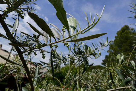Photo Picture of Leaf Background Texture Pattern olive tree