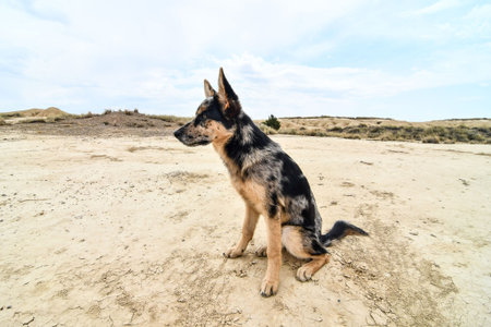 dog on the beach, photo as a background, digital image