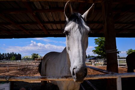 Photo picture of beautiful Horse on a farmの写真素材