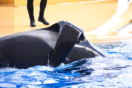 Photo Picture of a Mammal Orca Killer Whale Fish