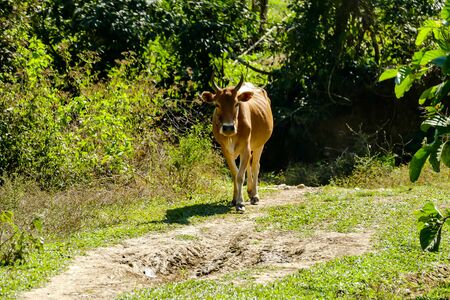 cow on pasture, beautiful photo digital pictureの写真素材