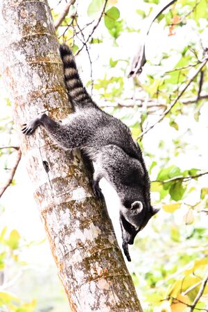 lemur sitting on tree, photo as a background, digital imageの写真素材