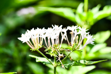 white flower in green grass, photo as a background, digital image