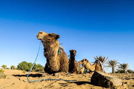 camel in the desert, beautiful photo digital pictureの写真素材