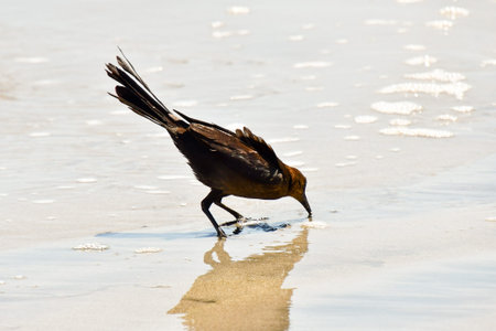 cormorant in flight, photo as a background, digital imageの写真素材