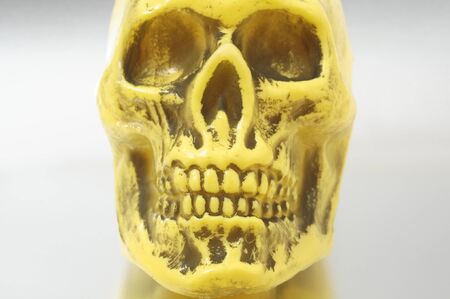 An Ancient Yellow Skull on a Colored Backgroundの写真素材
