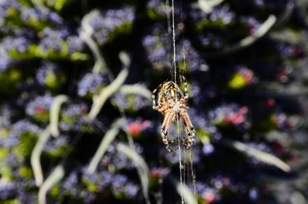 Big Insect Spider and Web into the Wildの写真素材
