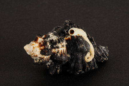 Photo picture of a Seashell background texture