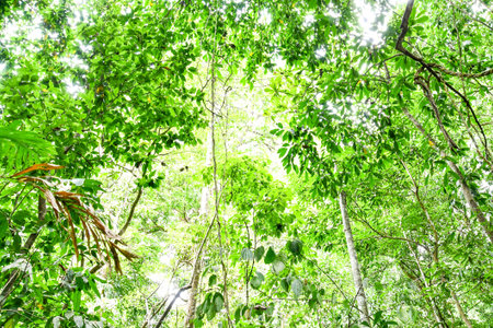 green leaves of a tree, photo as a background, digital image
