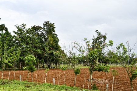 vineyard in france, photo as a background, digital imageの写真素材