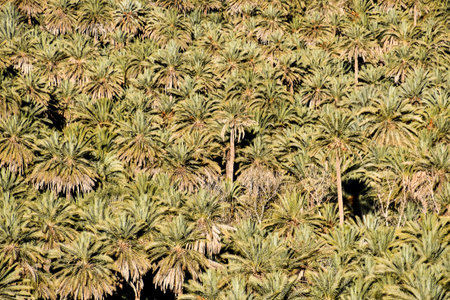 plant in garden, beautiful photo digital picture