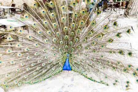 peacock with feathers out, beautiful photo digital pictureの写真素材