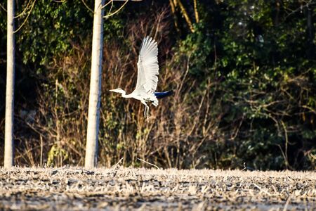 grass in water, photo as a background, digital imageの写真素材