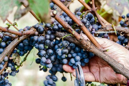 Grapes harvest of vineyard in north italy, red grapes for wine