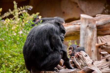 Wild Black Chimpanzee Mammal Ape Monkey Animalの写真素材